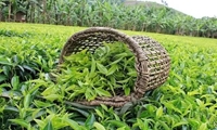 سهم چای ایرانی در سبد مصرفی خانوارها افزایش می‌یابد/ پیش‌بینی رشد 30 درصدی تولید چای